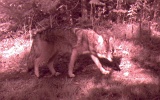 Coyote101709_1039hrs
